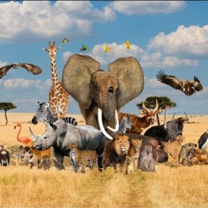 African Safari 