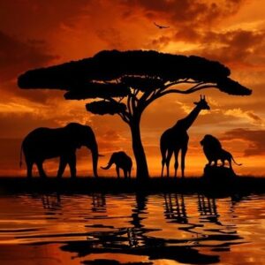 African Safari 